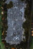 Kostuś Koryzno
