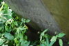 Maria Ginter