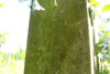 Otylia Weberowa