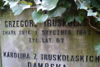 Grzegorz Truskolaski
